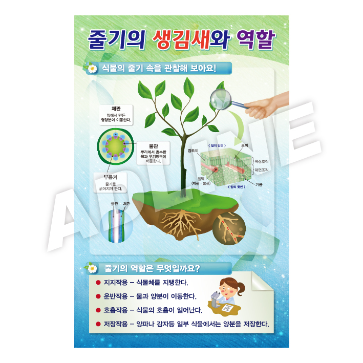줄기의생김새와역할